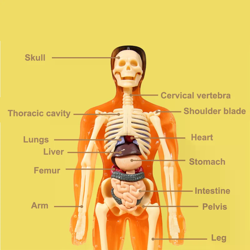 3D Human Skeleton Organ Anatom - Model Kit Simulator recension och pris